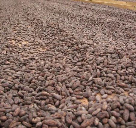 Cocoa Beans